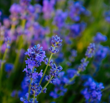 Travels of Yili, beautiful Xinjiang